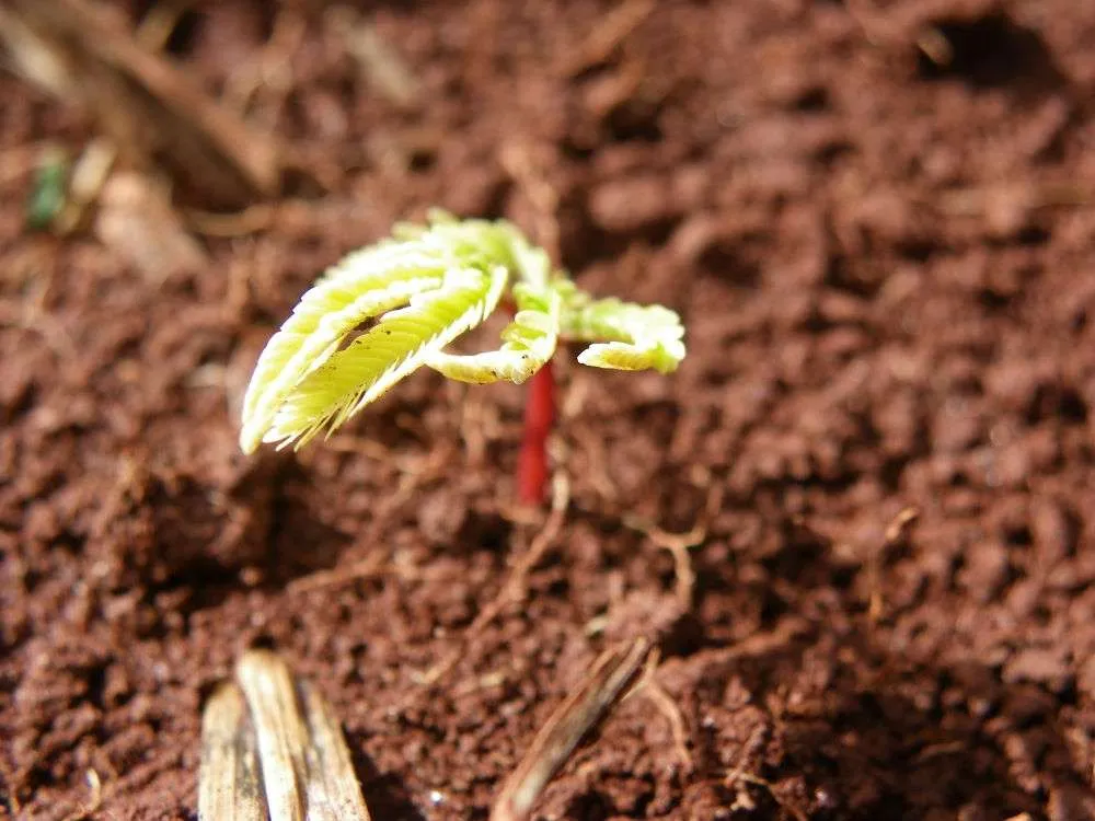 Reflorestar amazonia